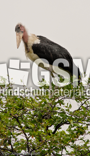 Marabu (21 von 33).jpg